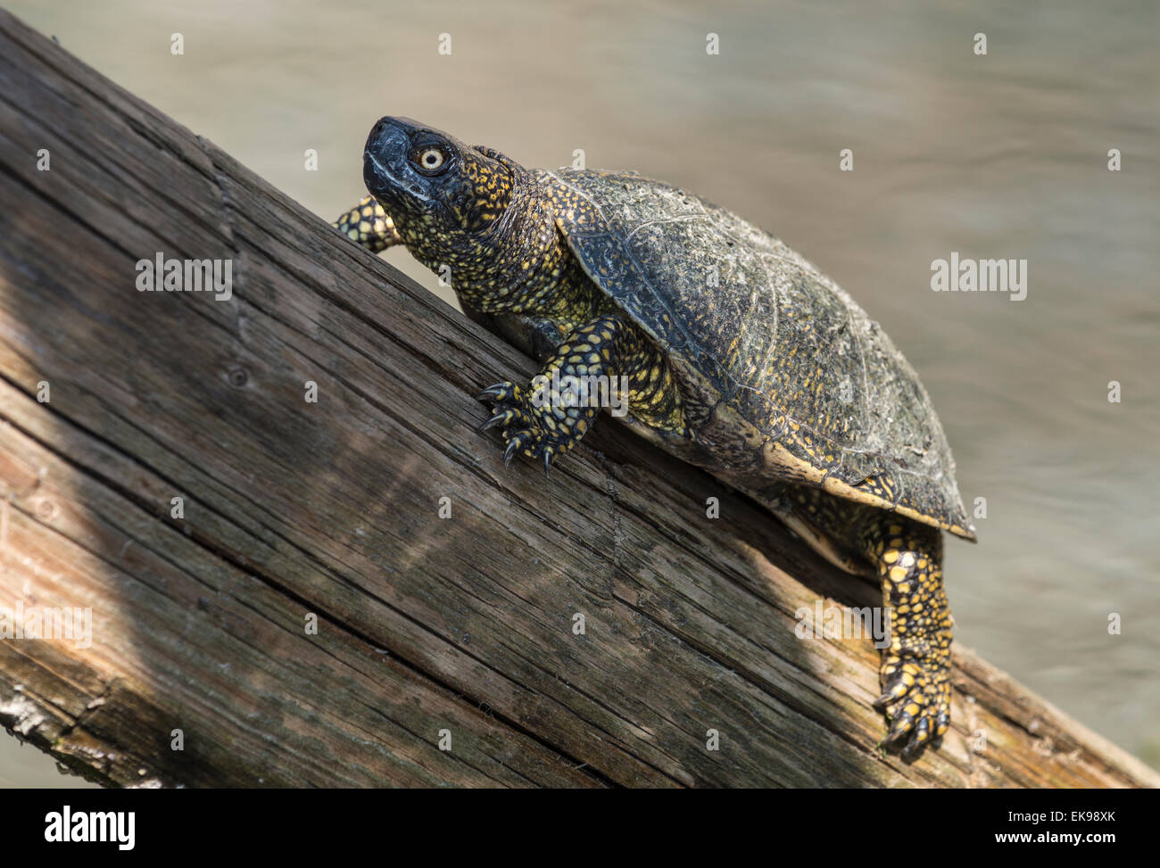 European pond terrapin, or pond turtle,  (Emys orbicularis),  at the Archaeological site of Butrint, in Southern Albania Stock Photo