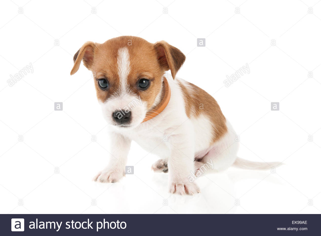 6 weeks old jack russell