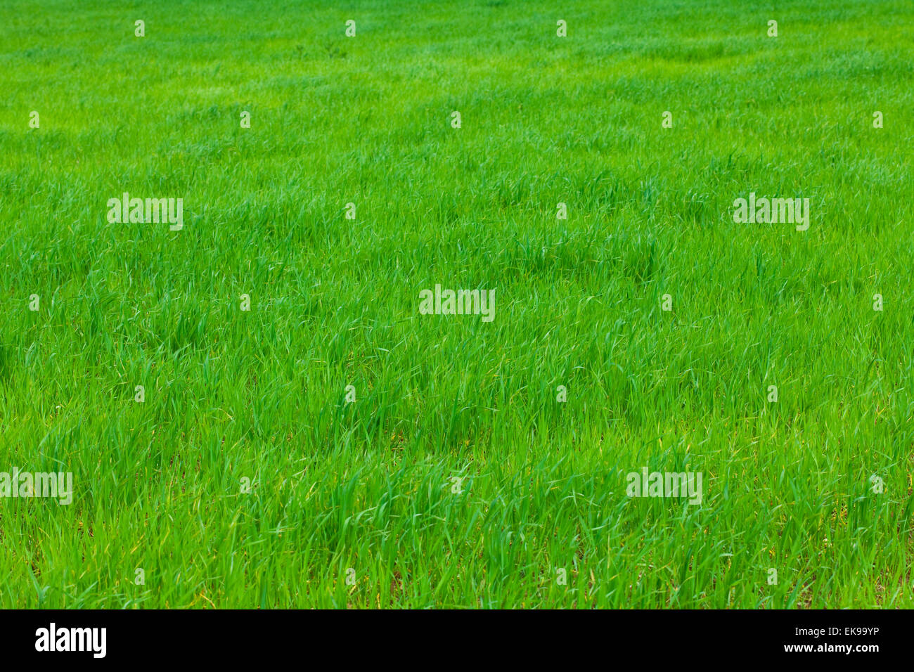 background of green grass Stock Photo - Alamy