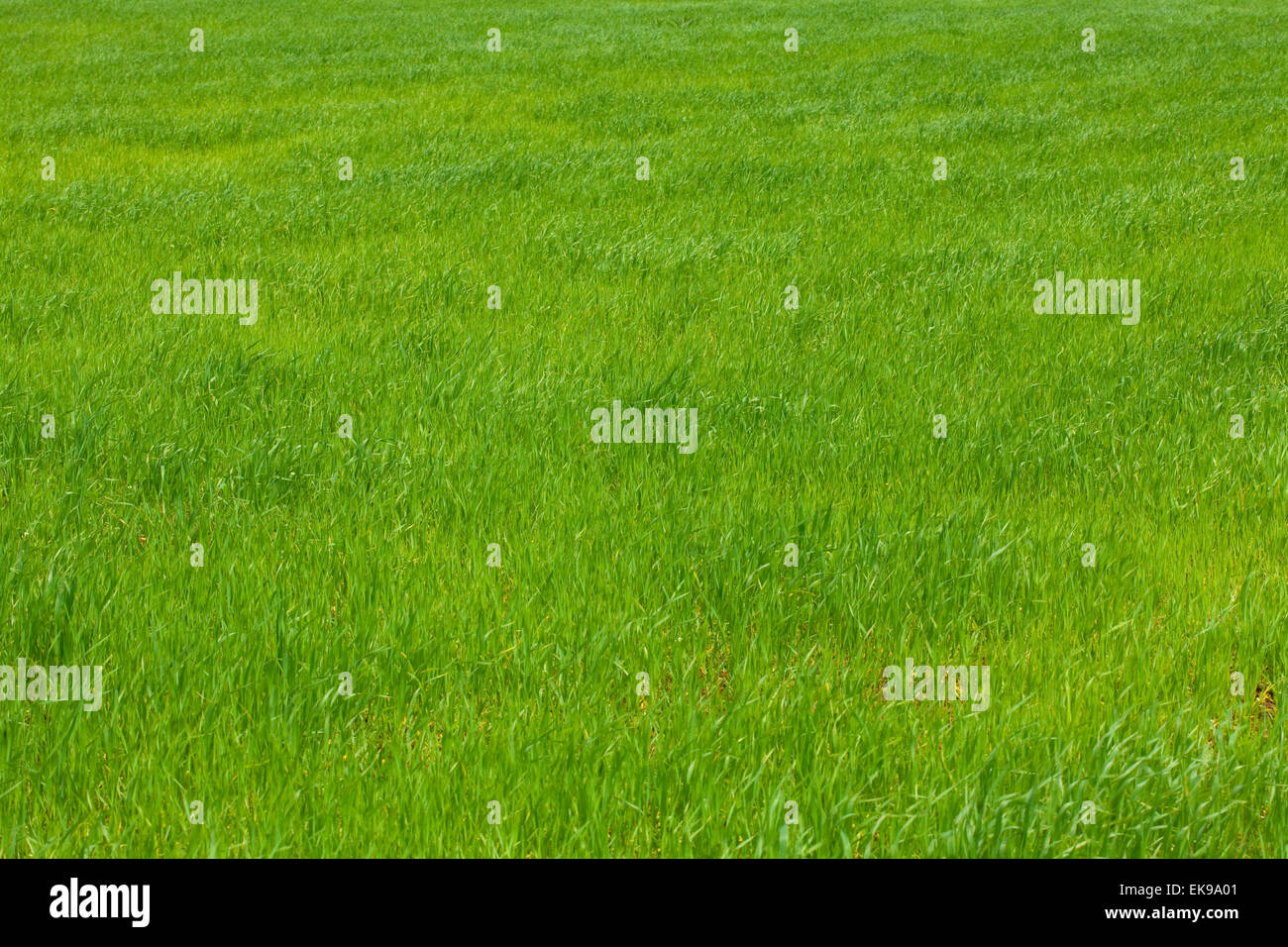 background of green grass Stock Photo - Alamy