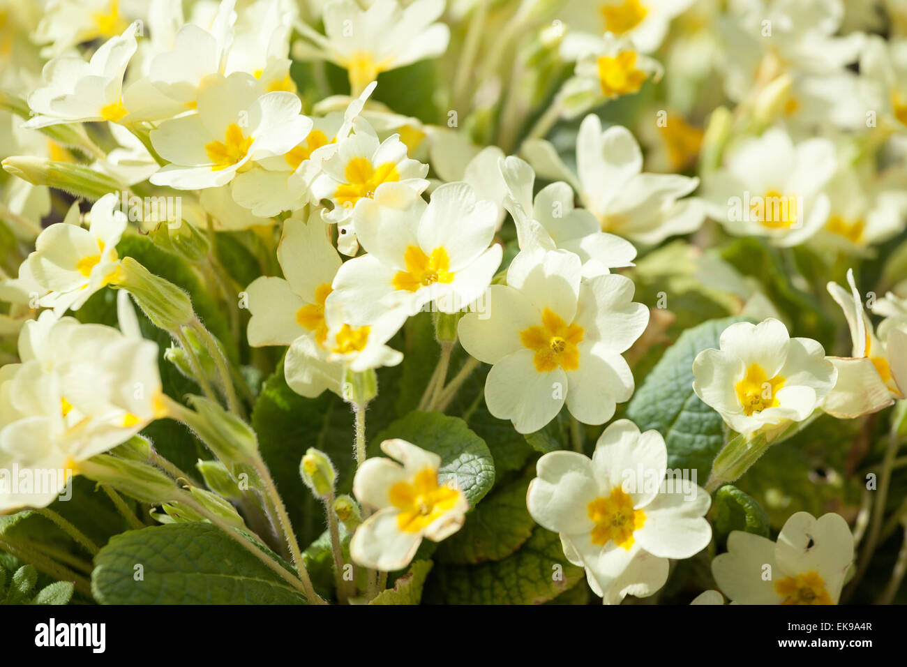 Yellow Wild Primroses, primula vulgaris, in the sunshine Stock Photo