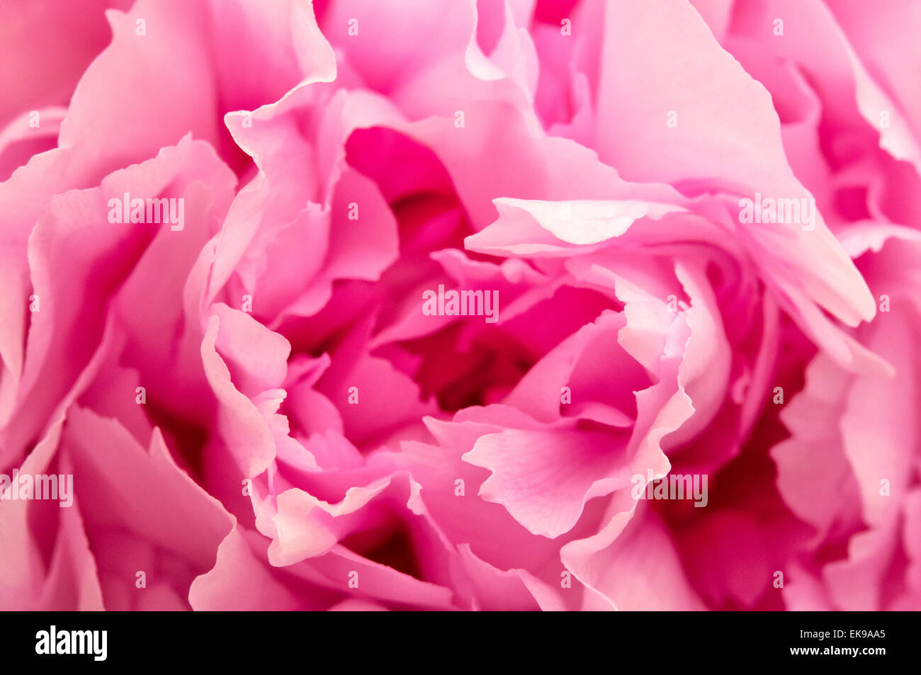 Close up shot of a Pink Peony Stock Photo