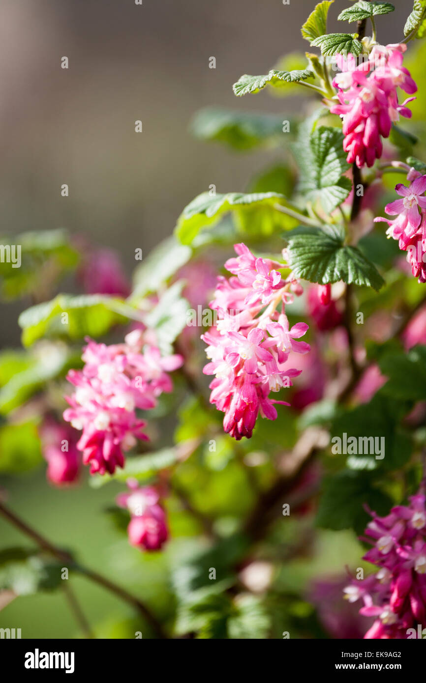 Ribes sanguineum, flowering currant or red-flowering currant in bloom Stock Photo