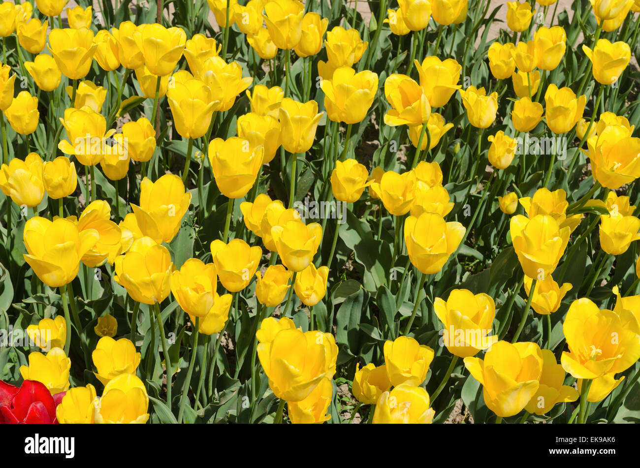 yellow beautiful tulips field Stock Photo - Alamy