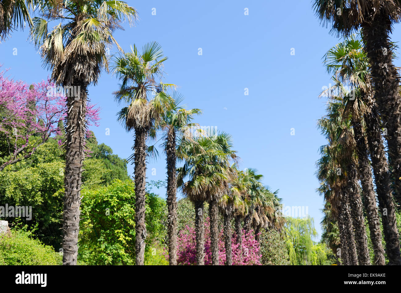 Palm trees alley in crimea hi-res stock photography and images - Alamy