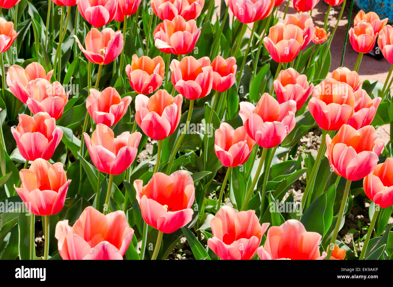 Tulips head hi-res stock photography and images - Alamy