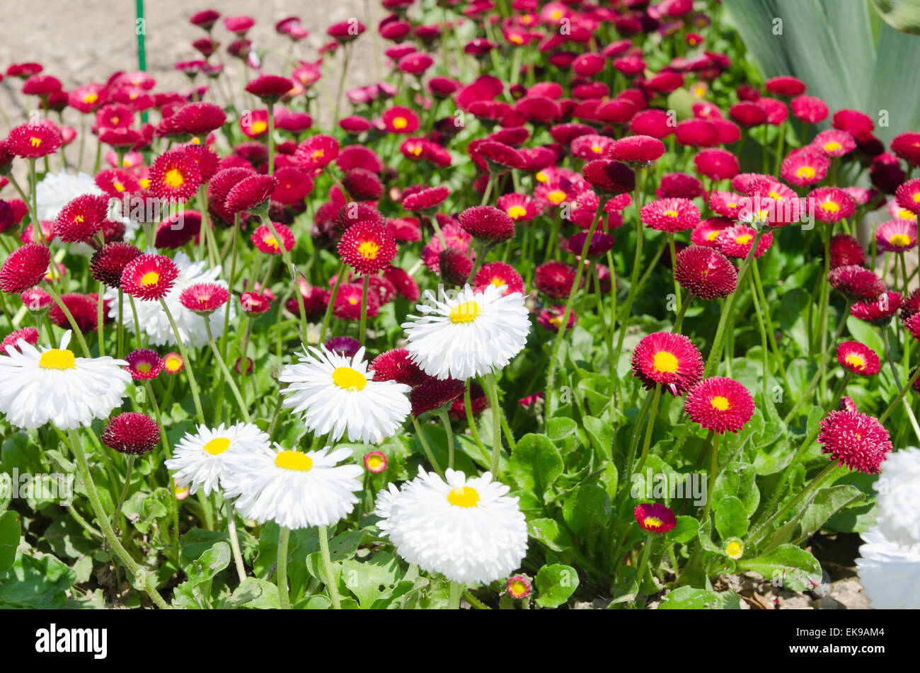 flowered bed with red and white flowers Stock Photo - Alamy