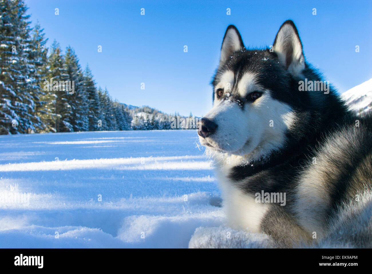 Siberian husky lying in the snow Stock Photo - Alamy