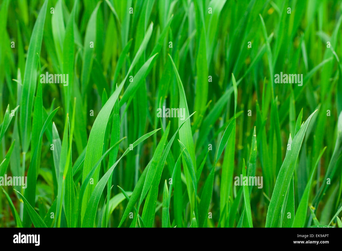 background of green grass Stock Photo - Alamy