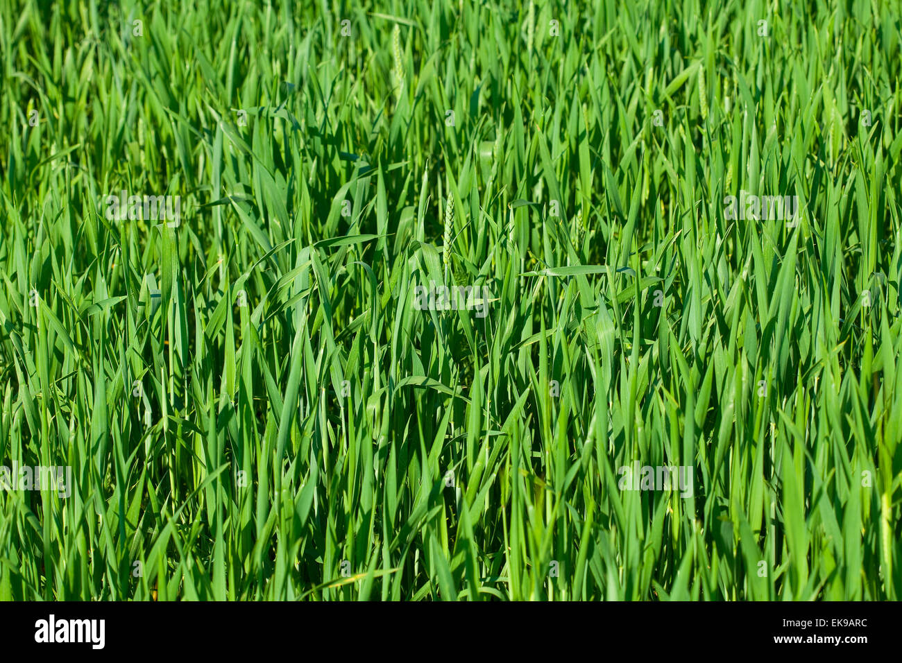 background of green grass Stock Photo - Alamy