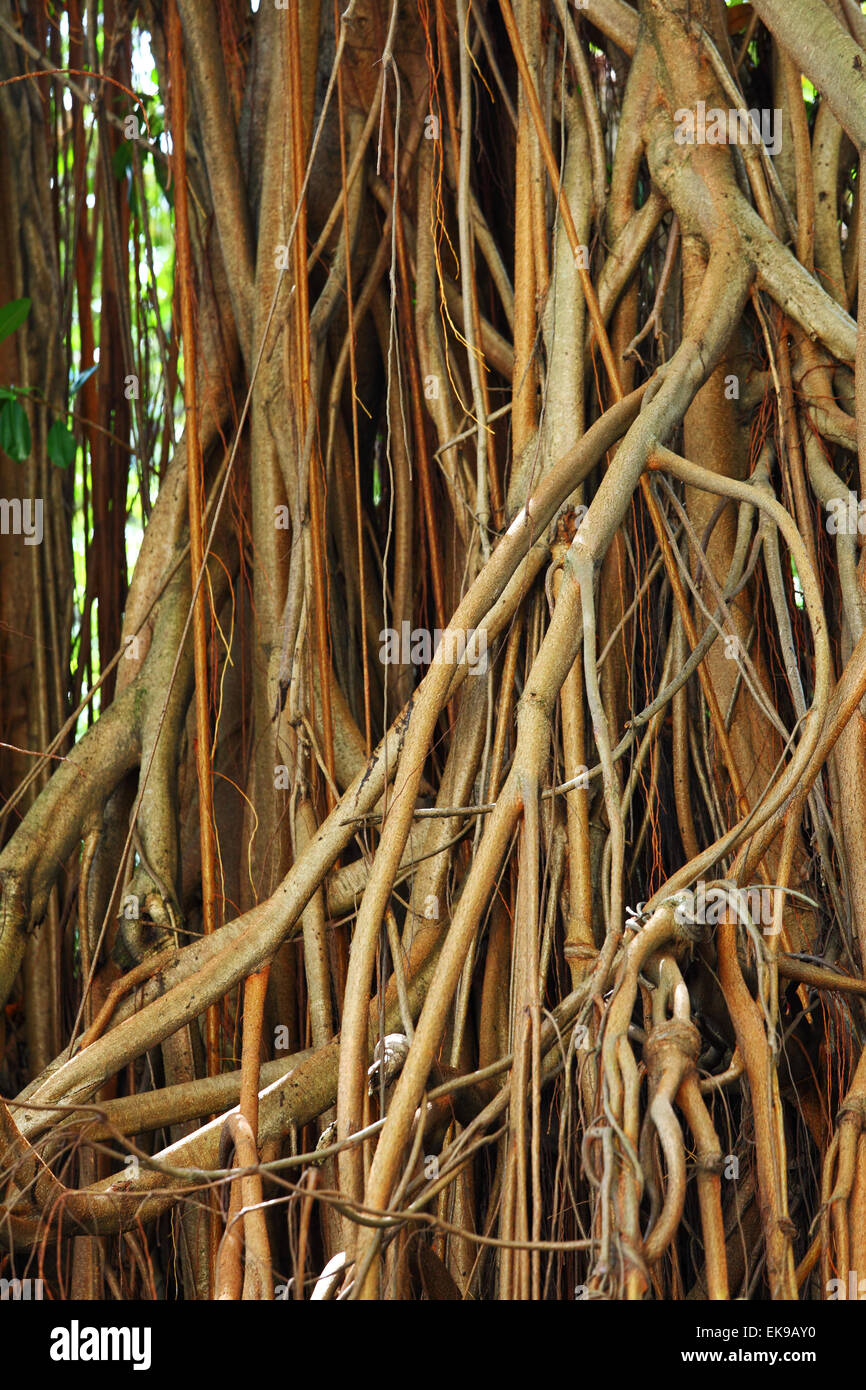 Fading tree hi-res stock photography and images - Alamy
