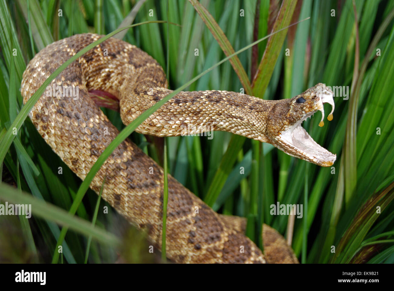 Attacking rattle snake in tall grass. Stock Photo