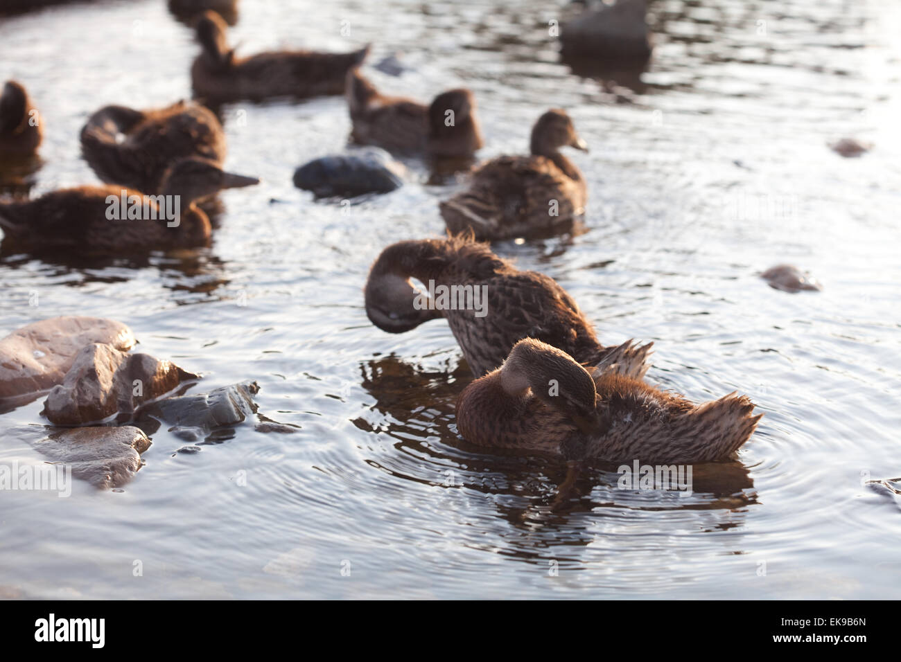ducks-on-the-water-stock-photo-alamy