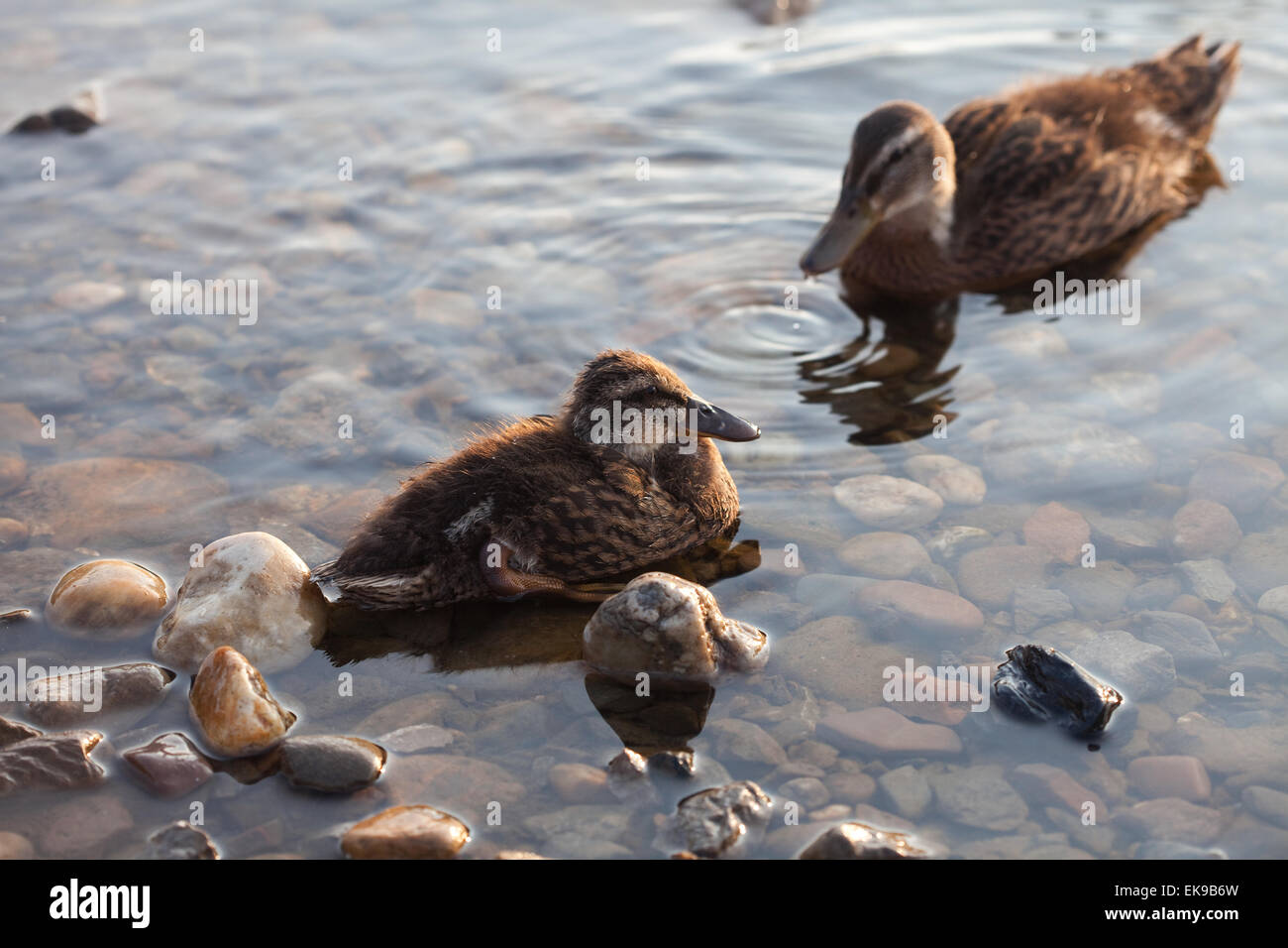 Ducks on the water Stock Photo