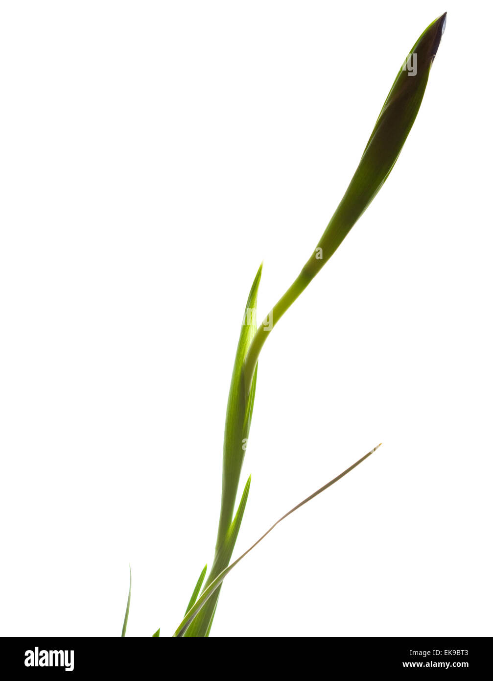 Iris Vase main image 0
