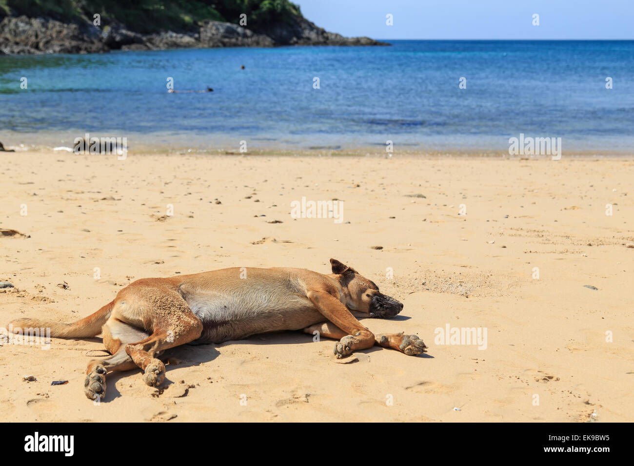 A brown dog sleeping on the beach Stock Photo - Alamy