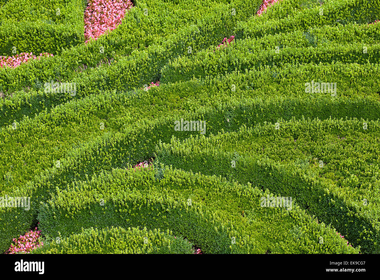 background of the trimmed bushes Stock Photo - Alamy