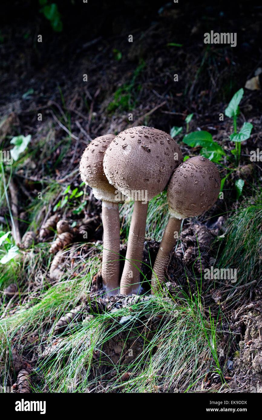 mushrooms in a green forest Stock Photo