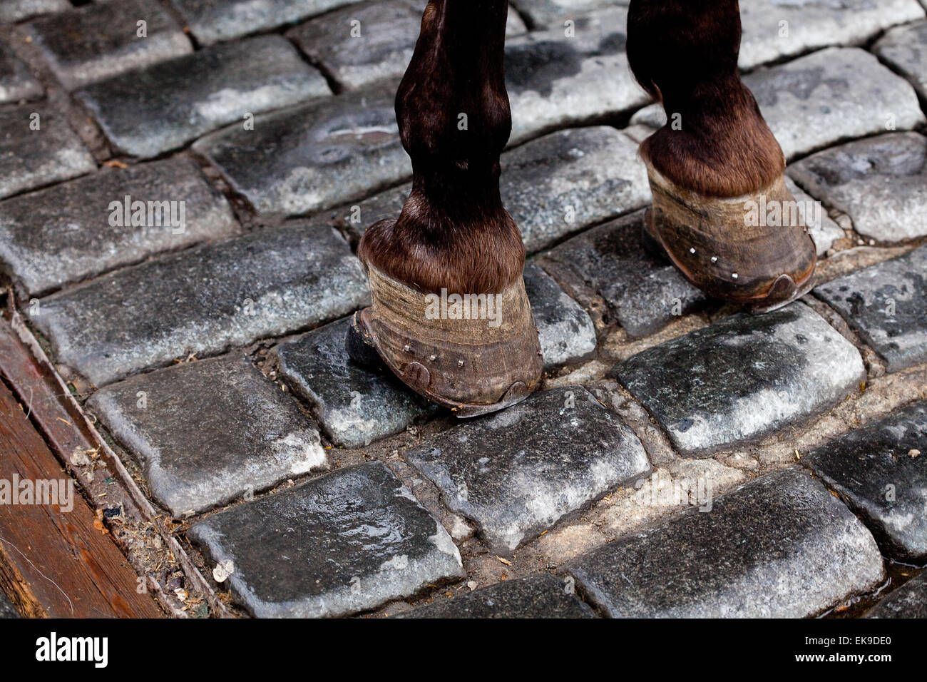 hooves of a horse standing on the pavement Stock Photo Alamy