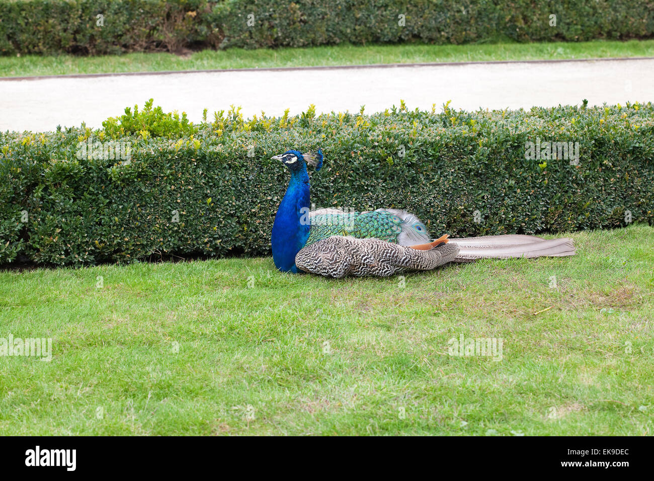 Peacock on the green grass Stock Photo - Alamy