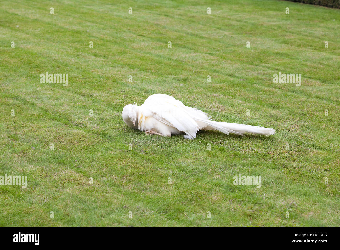 Peacock on the green grass Stock Photo - Alamy