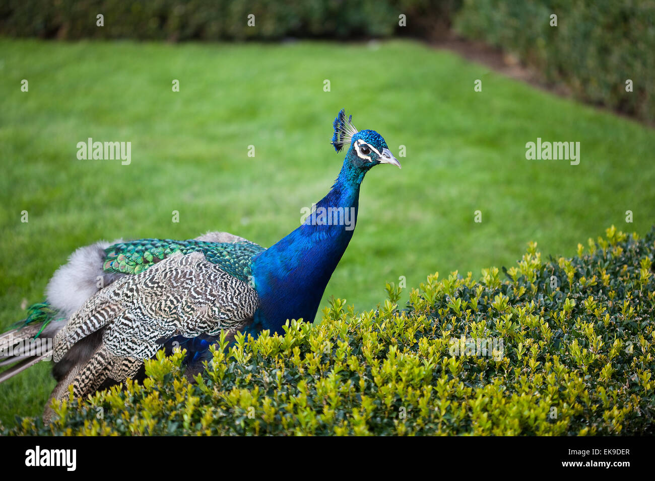 Peacocks walking on the green grass in the park Stock Photo - Alamy