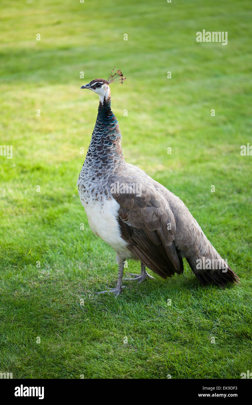 Peacocks walking on the green grass in the park Stock Photo - Alamy