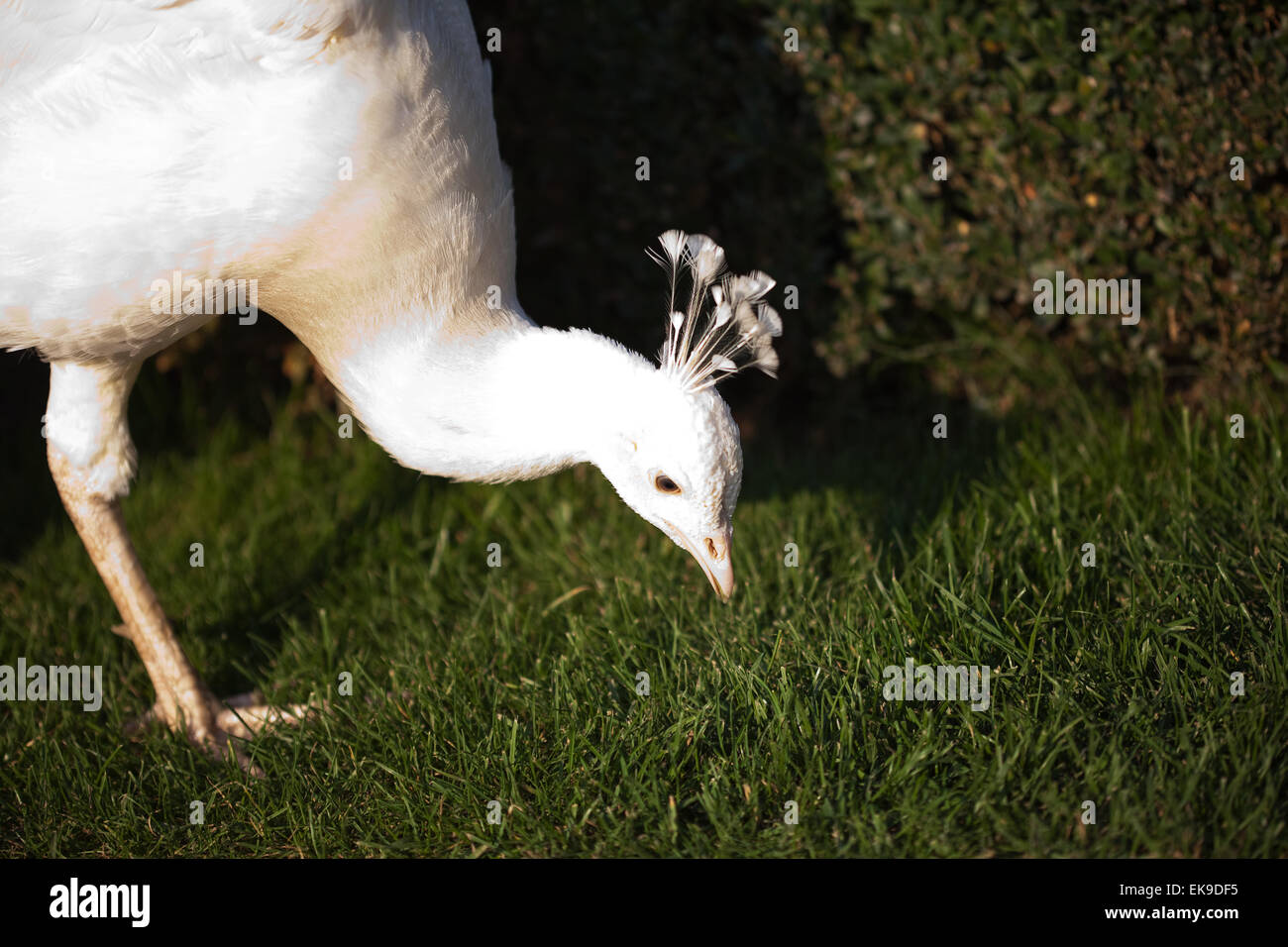 Peacocks walking on the green grass in the park Stock Photo - Alamy