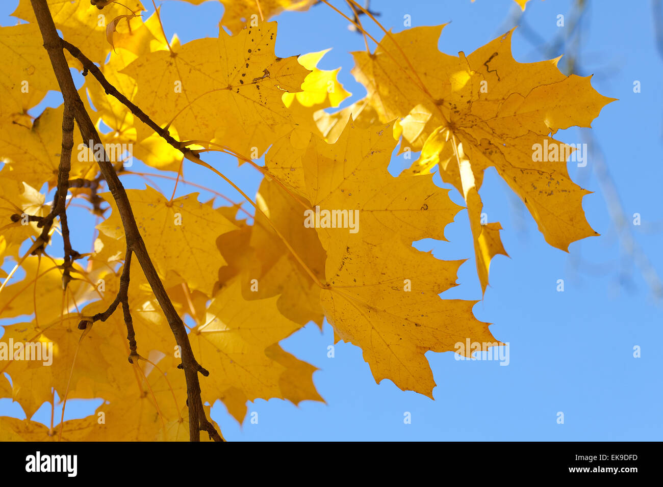 yellow autumn maple leaves against the blue sky Stock Photo - Alamy
