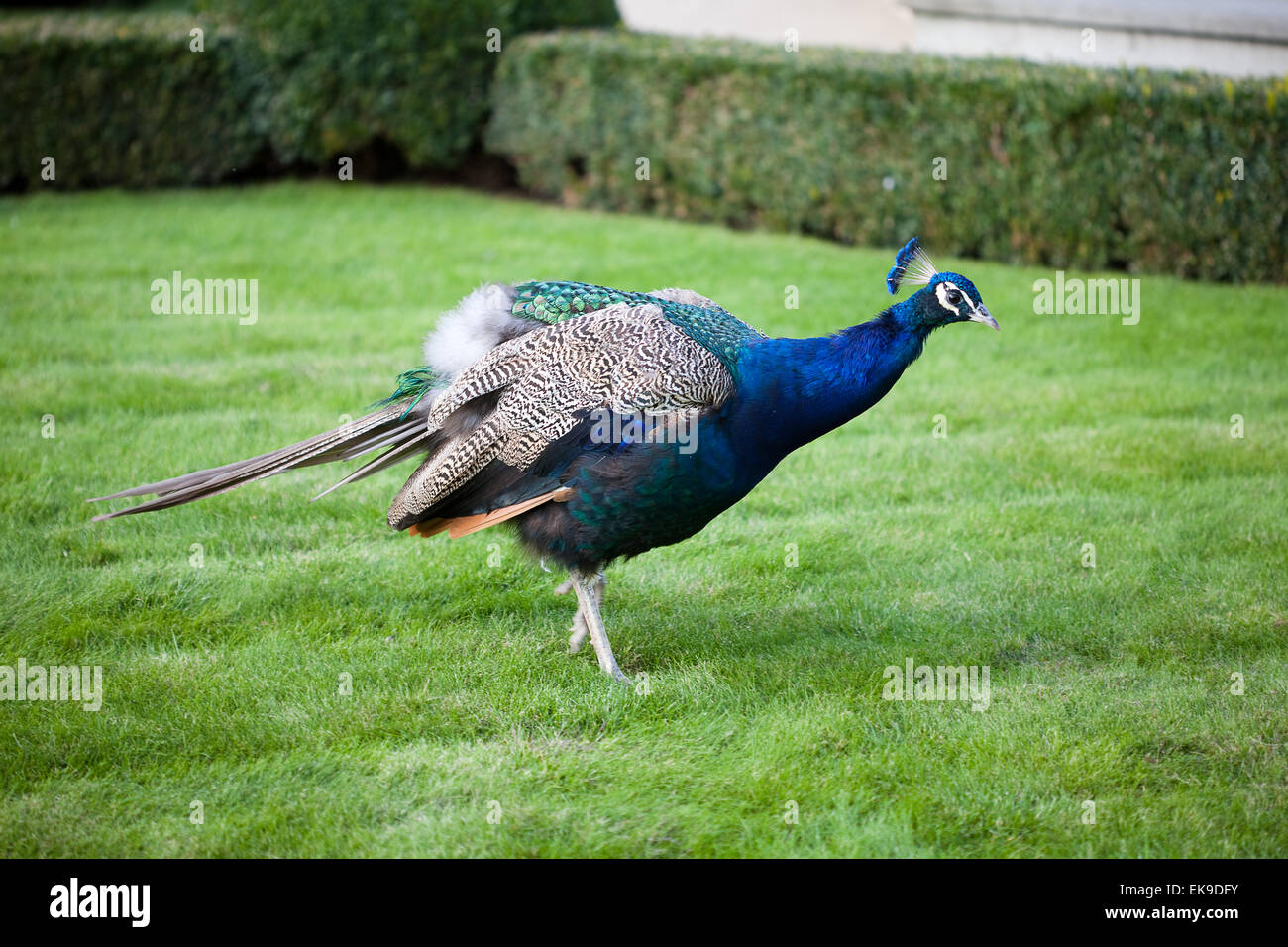 Peacocks walking on the green grass in the park Stock Photo - Alamy