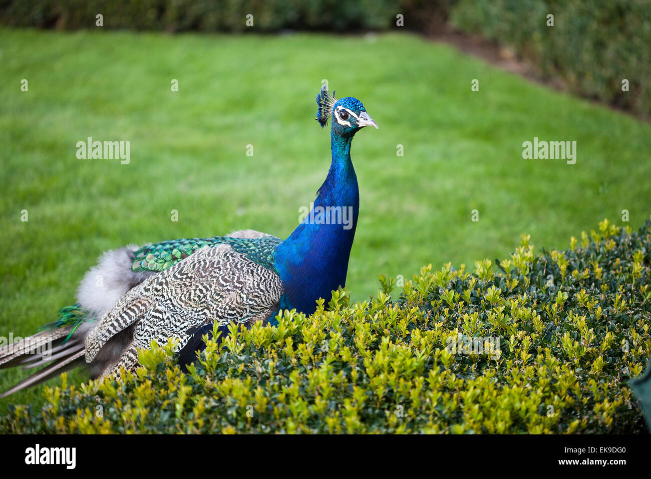 Peacocks walking on the green grass in the park Stock Photo - Alamy