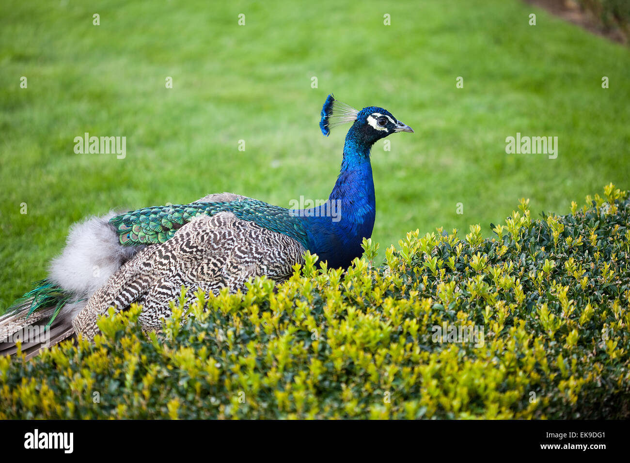 Peacocks walking on the green grass in the park Stock Photo - Alamy