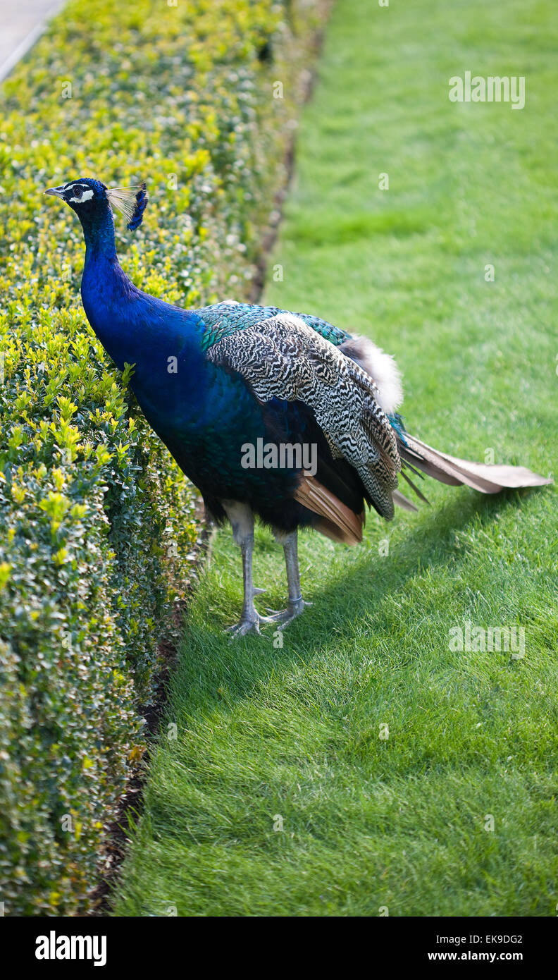 Peacocks walking on the green grass in the park Stock Photo - Alamy