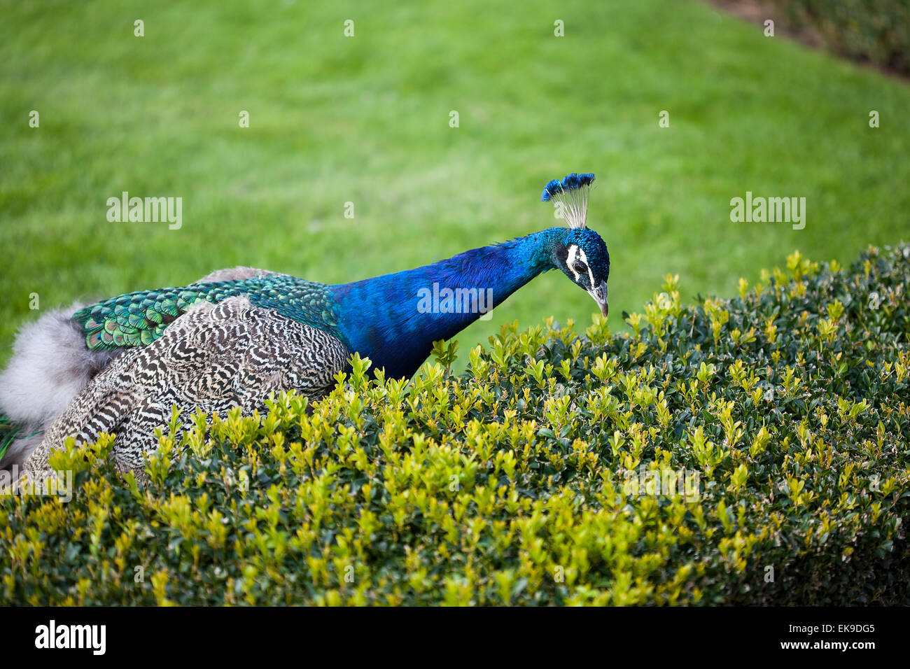 Peacocks walking on the green grass in the park Stock Photo - Alamy