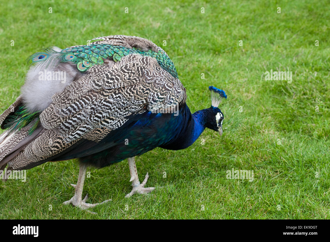 Peacock on the green grass Stock Photo - Alamy