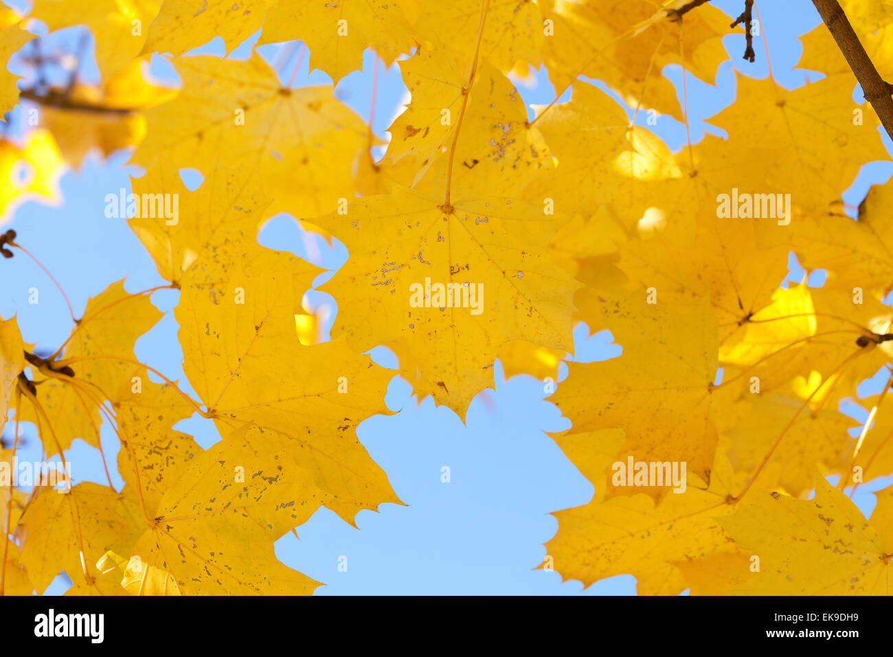 yellow autumn maple leaves against the blue sky Stock Photo - Alamy