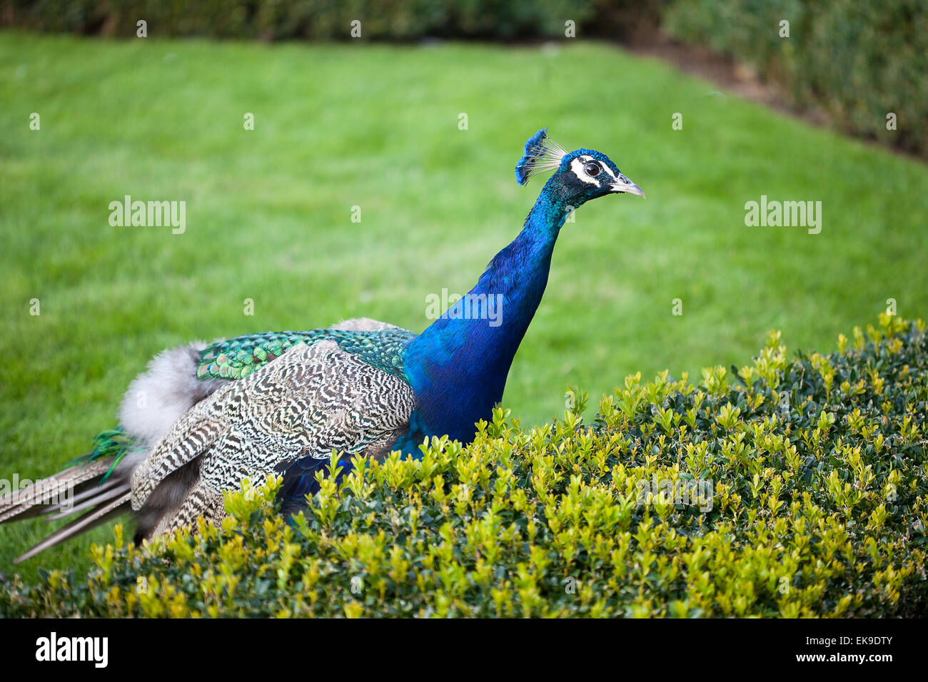 Peacocks walking on the green grass in the park Stock Photo - Alamy