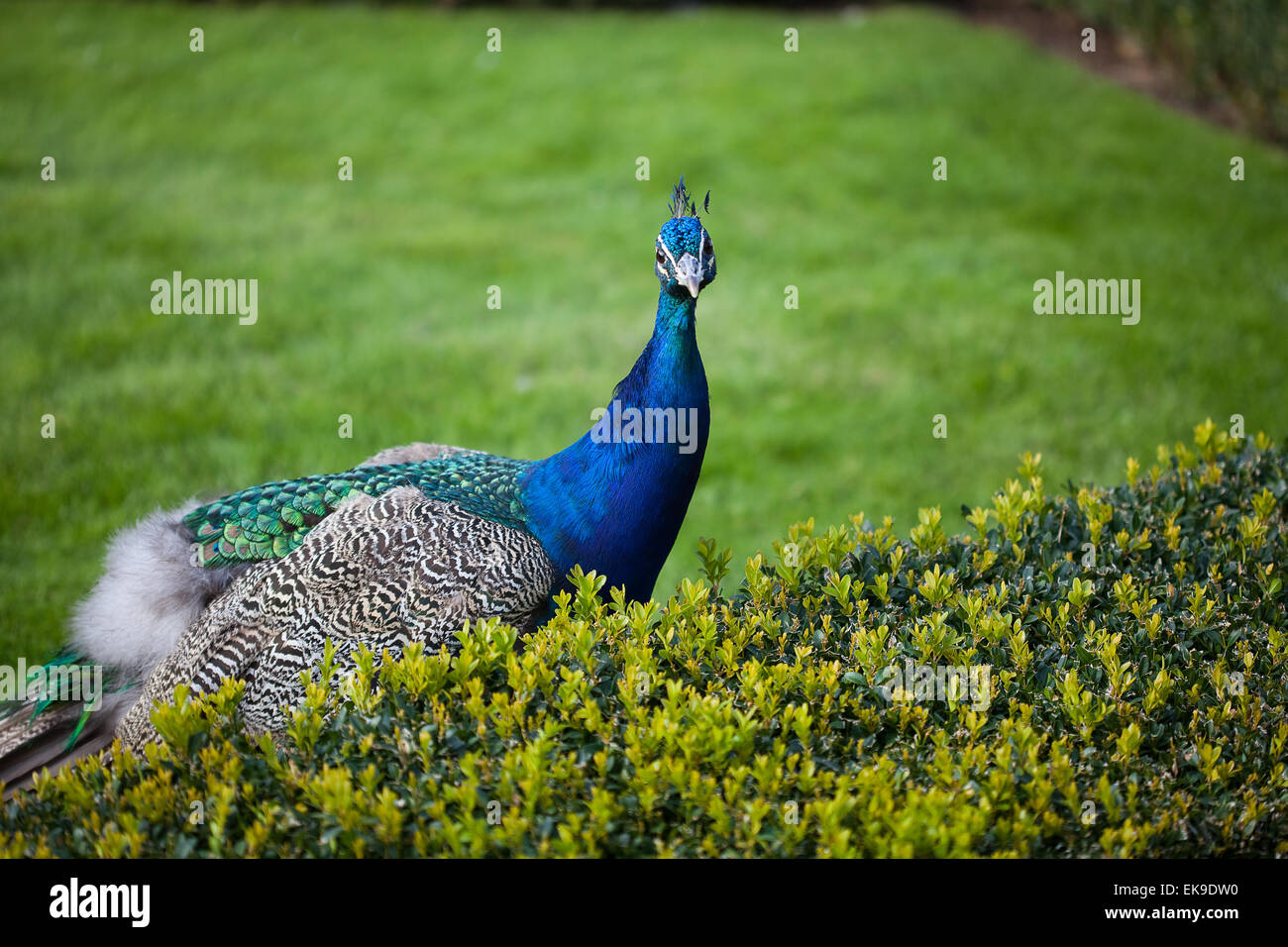 Peacocks walking on the green grass in the park Stock Photo - Alamy