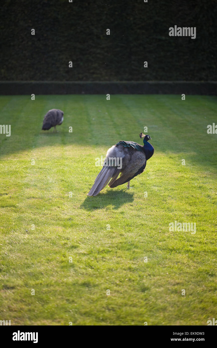 Peacocks walking on the green grass in the park Stock Photo - Alamy