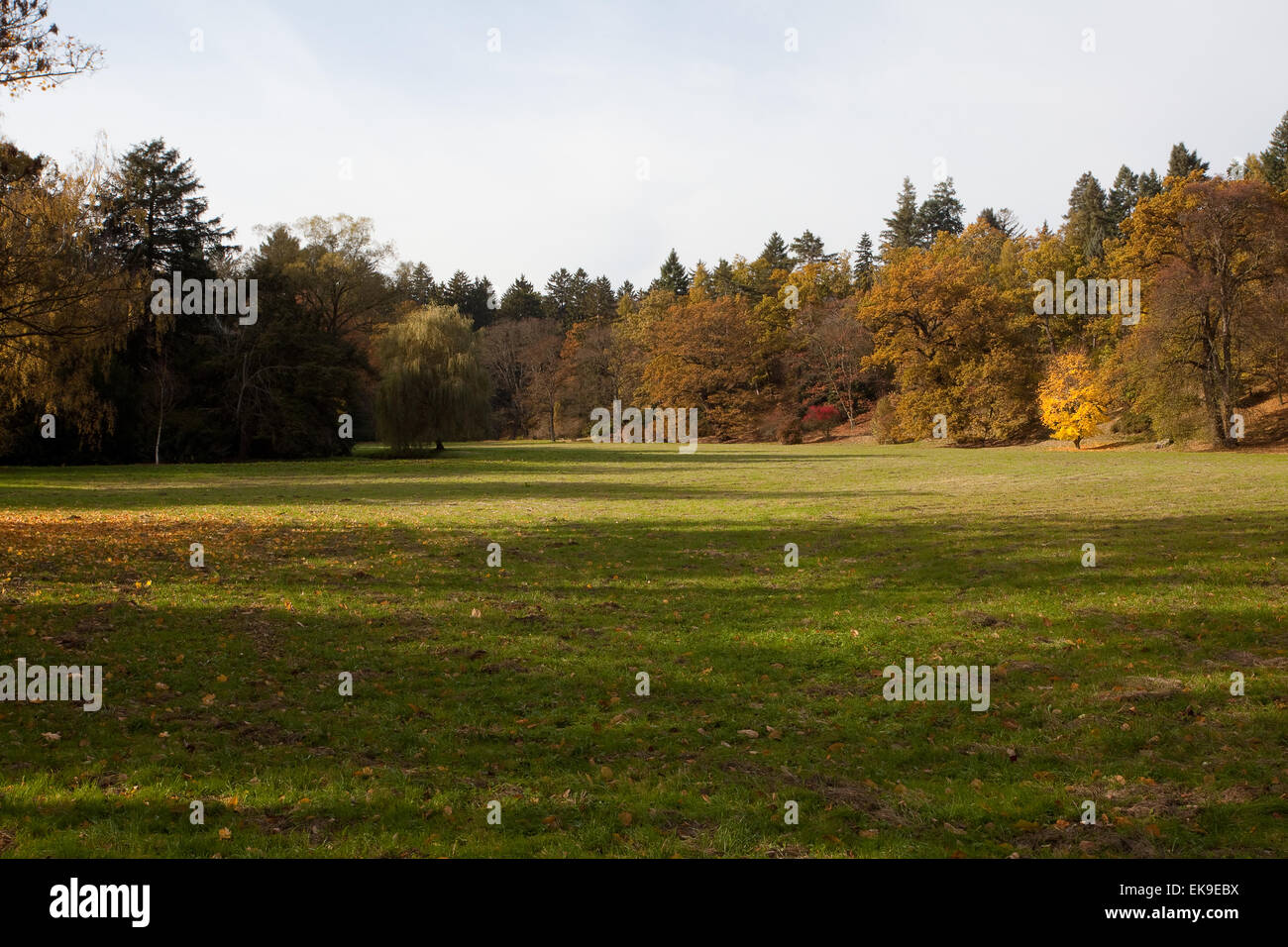 meadow in the autumn forest Stock Photo - Alamy