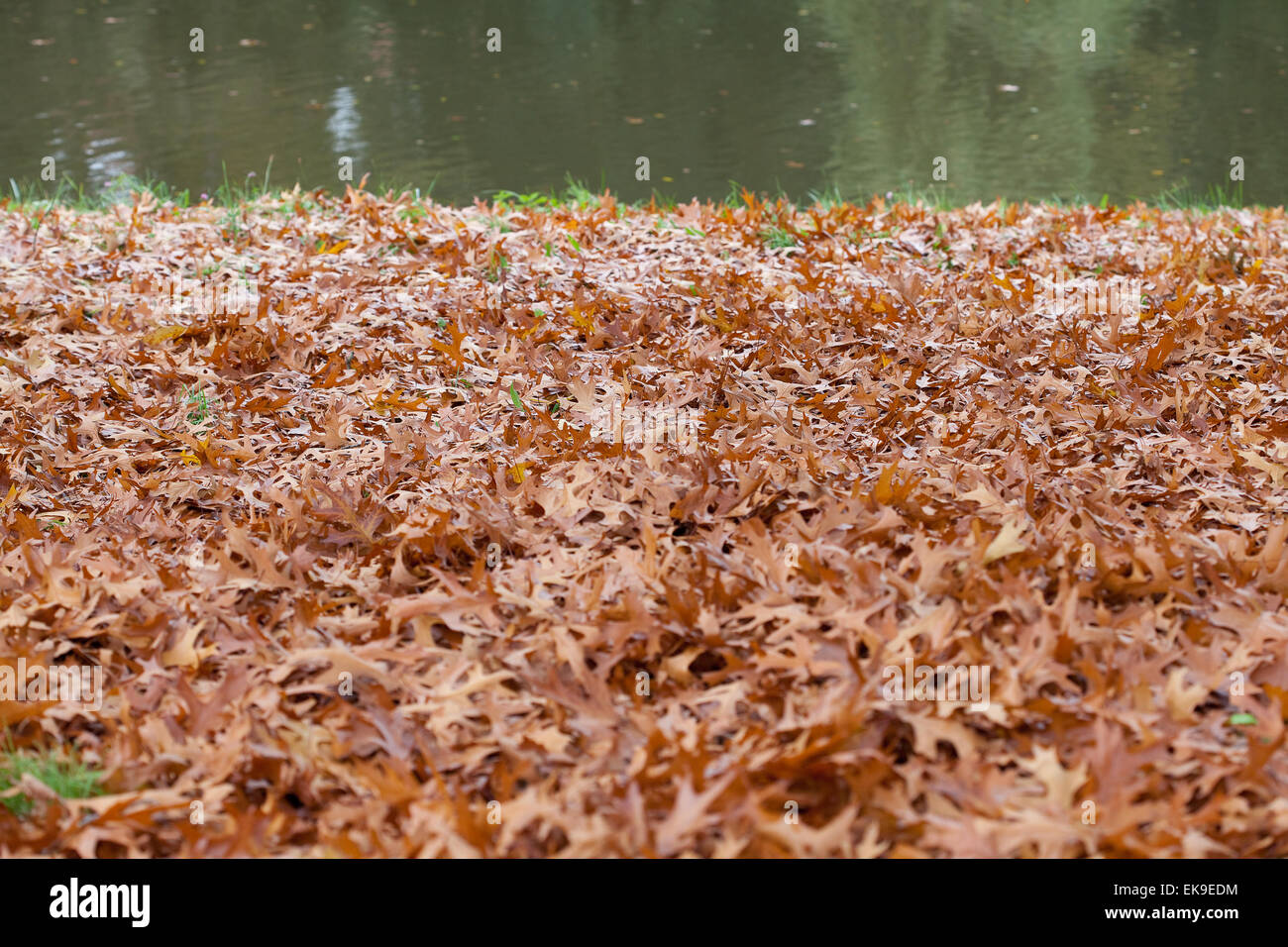 background of yellow autumn leaves Stock Photo - Alamy
