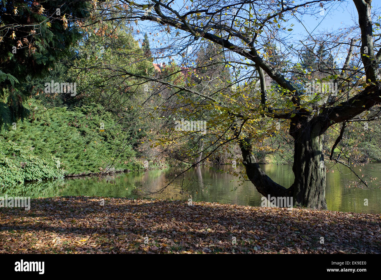 beautiful autumn landscape with colorful trees and a pond Stock Photo ...