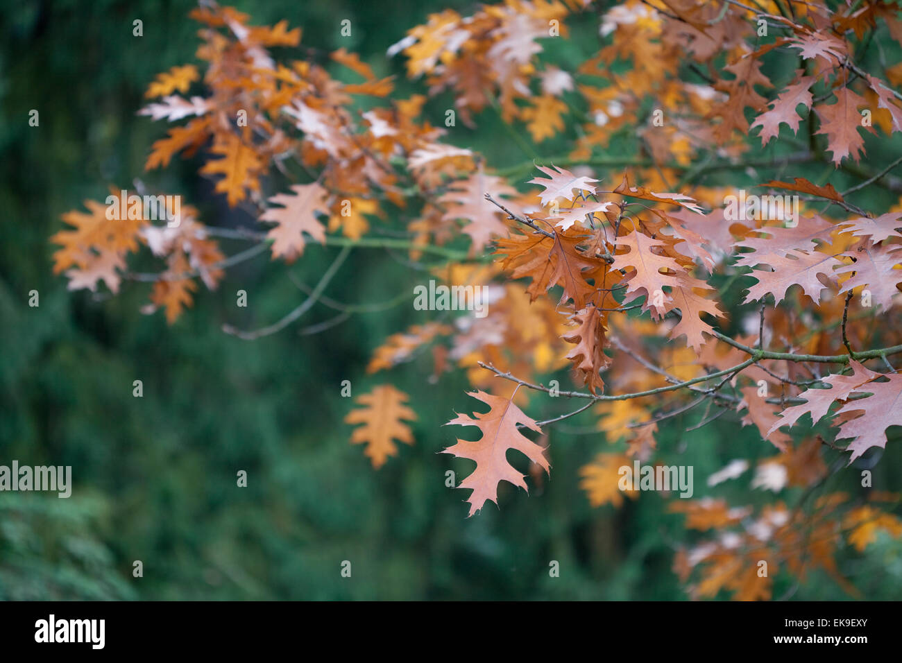 autumn oak leaves on the trees Stock Photo - Alamy