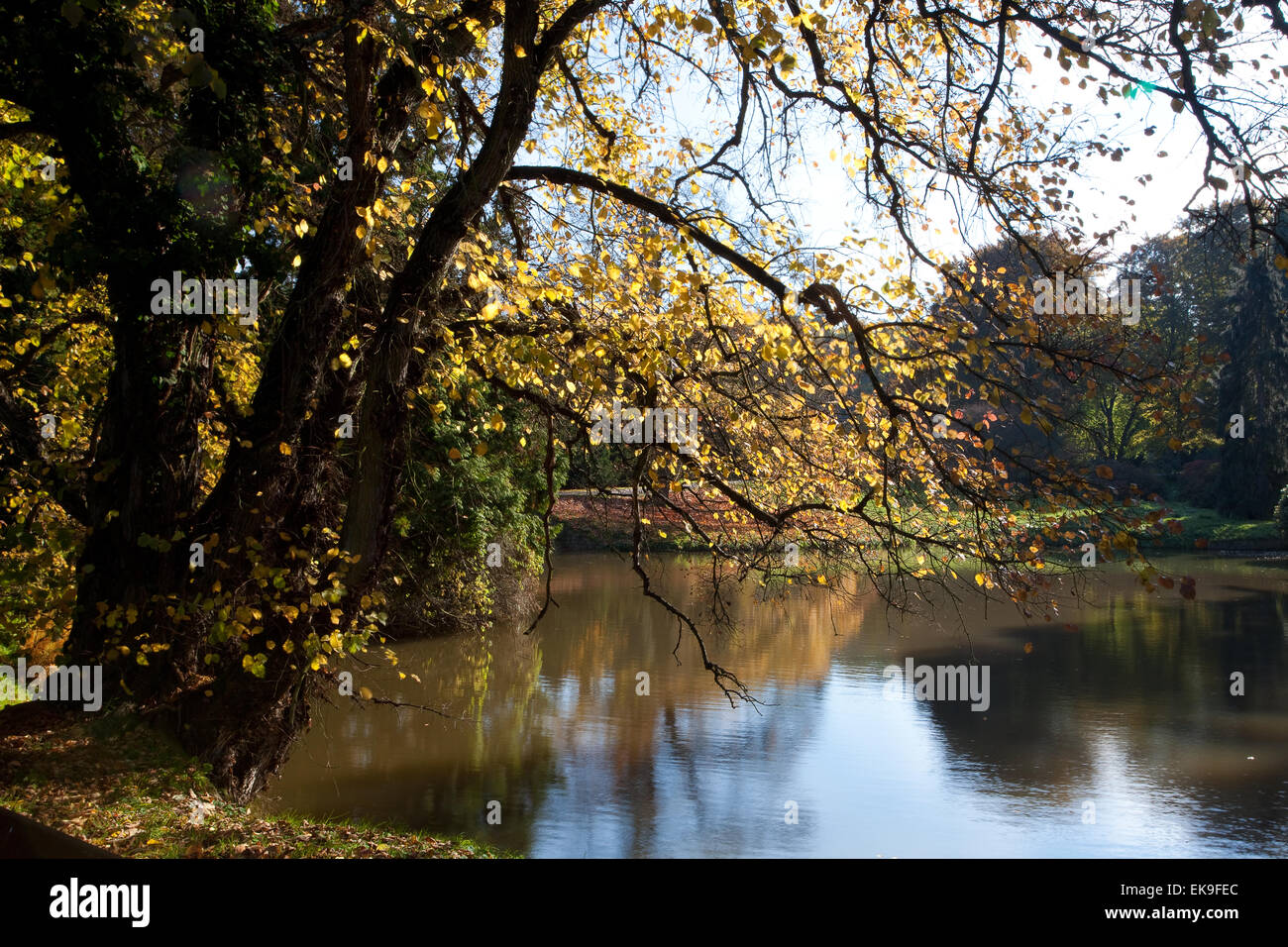 beautiful autumn landscape with colorful trees and a pond Stock Photo ...