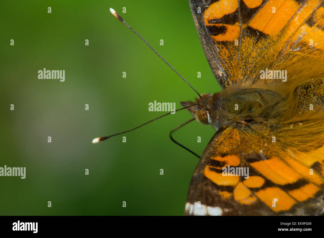 Close up photo of an American Lady Butterfly. Stock Photo