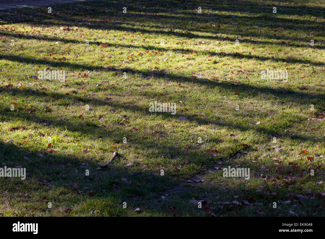 background from autumn leaves lie on green grass Stock Photo - Alamy