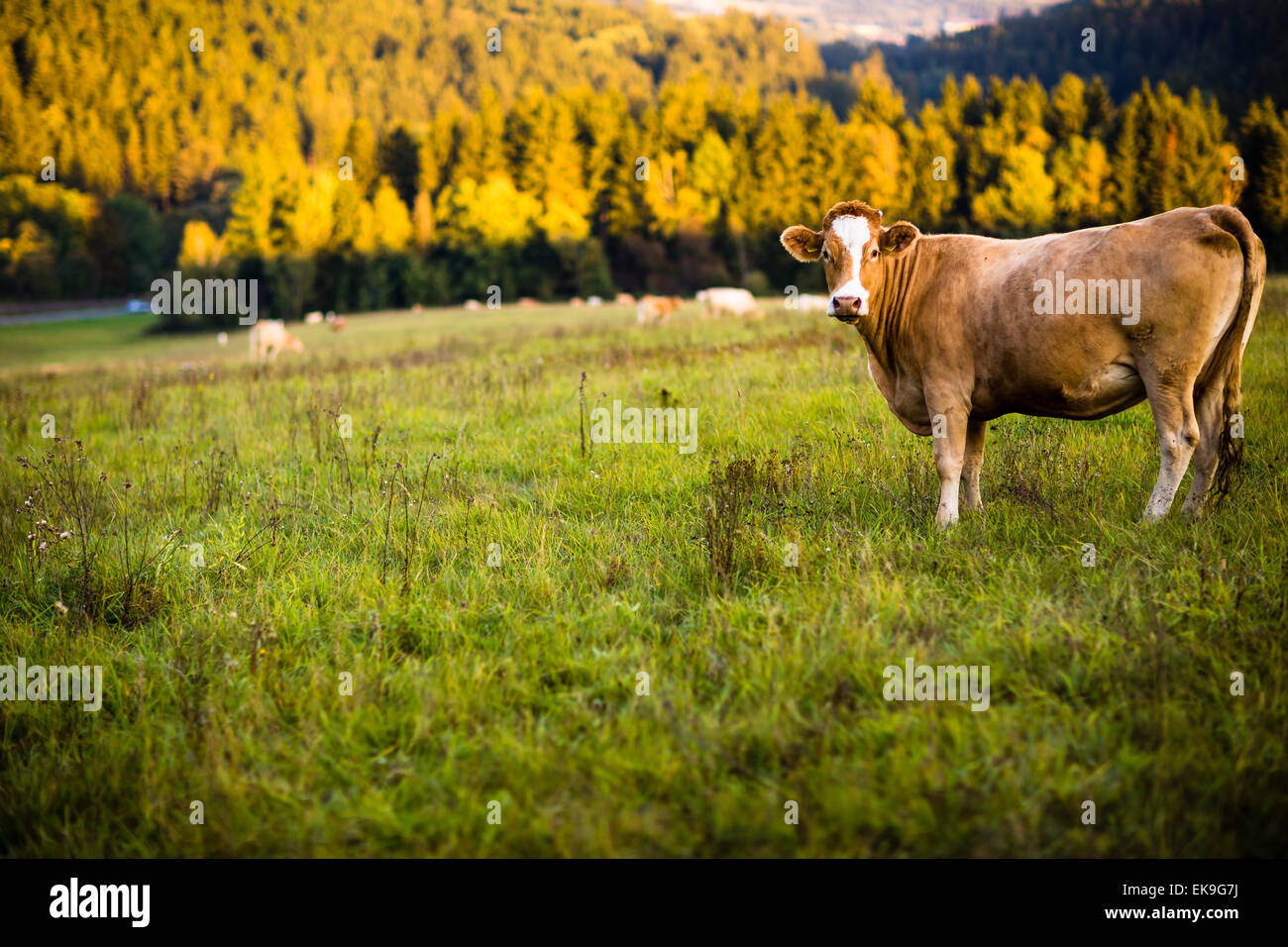 Cows grazing on a lovely green pasture Stock Photo - Alamy