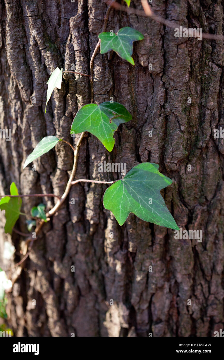 background from the bark of oak and green leaves Stock Photo - Alamy
