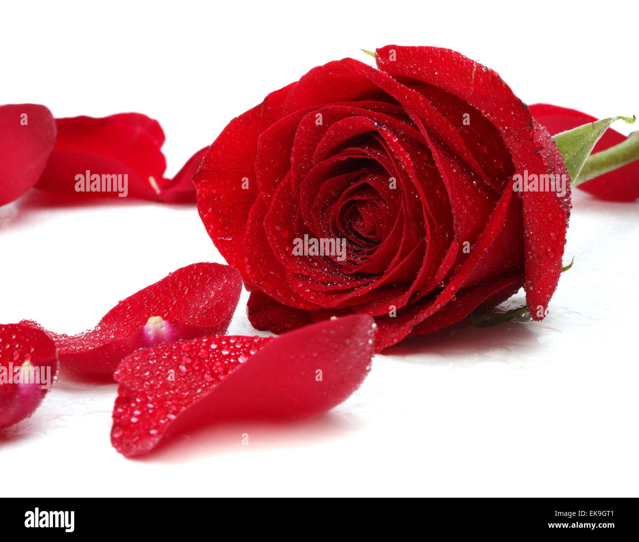 Romantic red rose water drop Cut Out Stock Images & Pictures - Alamy