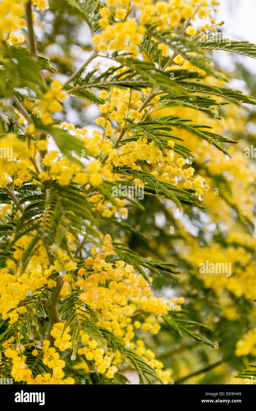 mimosa blossoms in early spring on a sunny day Stock Photo Alamy